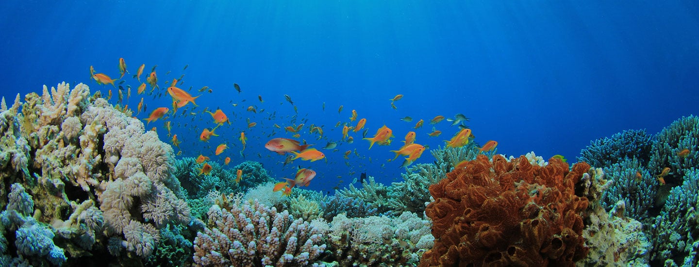 Prevent Harmful Seabed Mining by Passing Federal Legislation