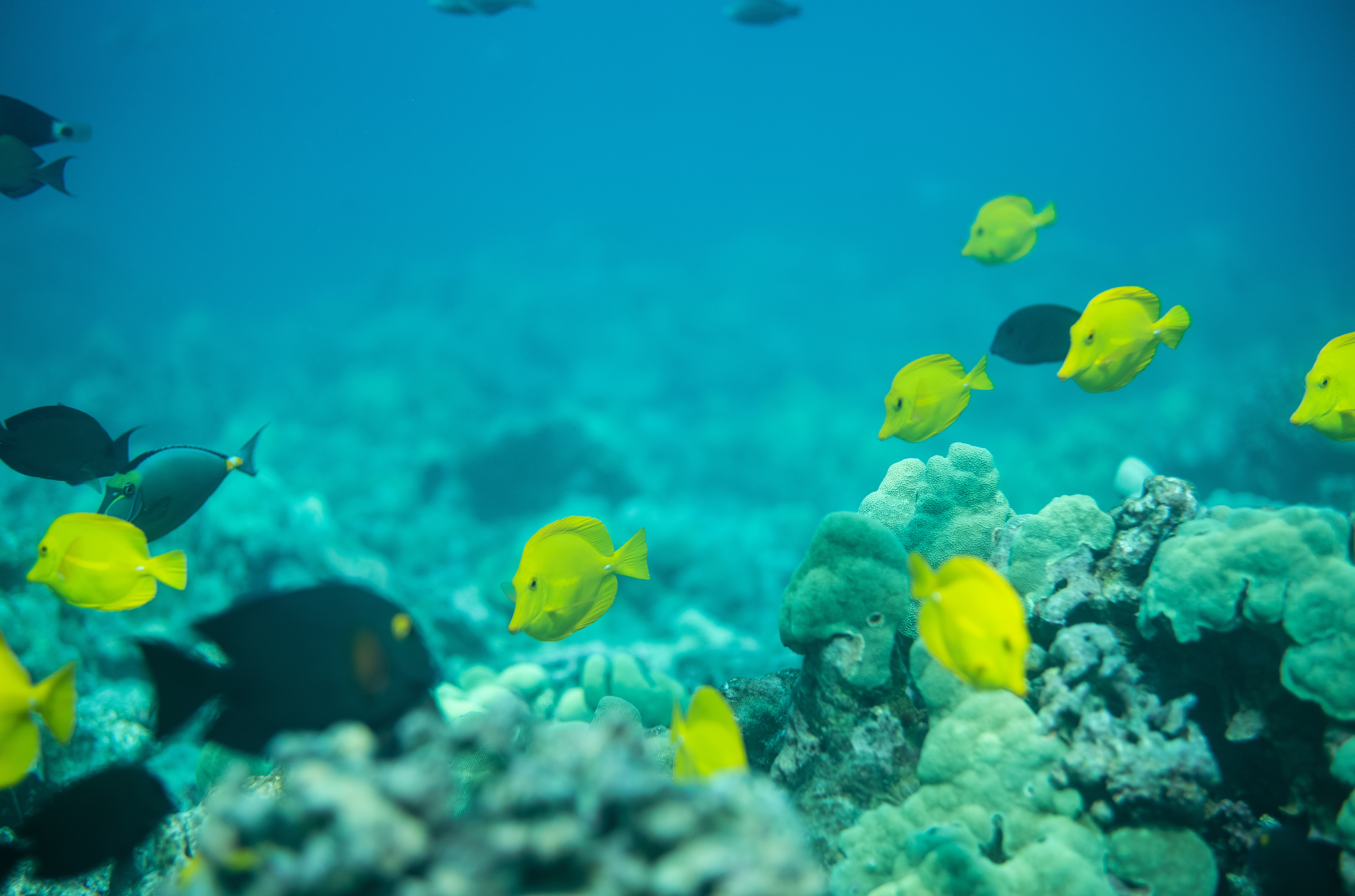 Kauaʻi County Says NO to Commercial Aquarium Collection in Hawaiʻi